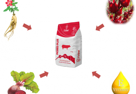CƠ CHẾ ĐẶC BIỆT CỦA PIGRED PLUS GIÚP HEO DA HỒNG, LÔNG MƯỢT, ĐỎ THỊT